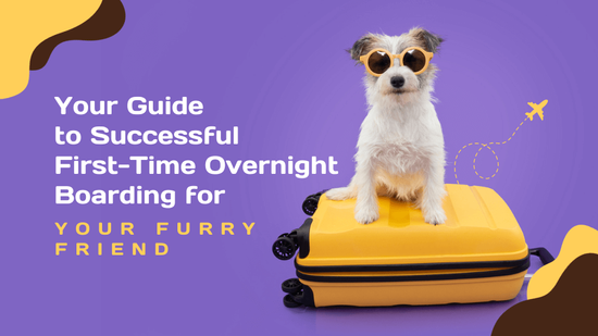 Your Guide to Successful First-Time Overnight Boarding for Your Furry Friend
